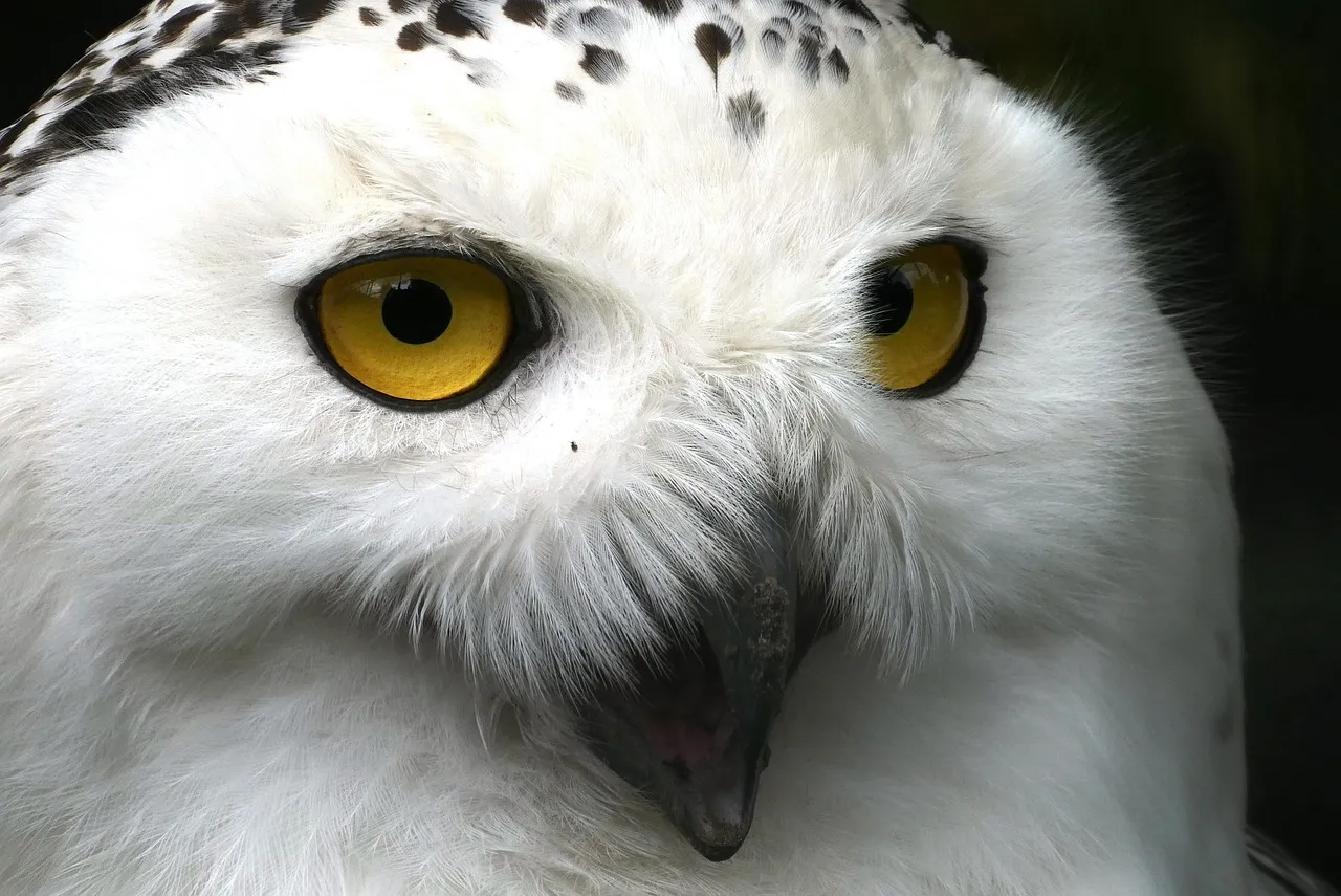 Wildlife and Nature Come Into Their Own (Image Credits: Pixabay)