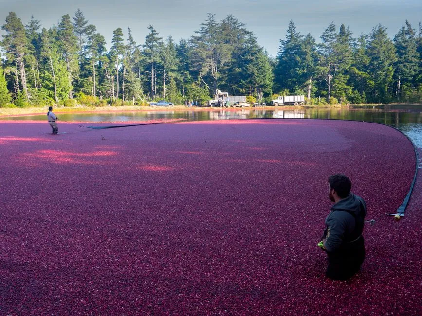 Flood Water for Pest and Weed Control (Image Credits: Pexels)