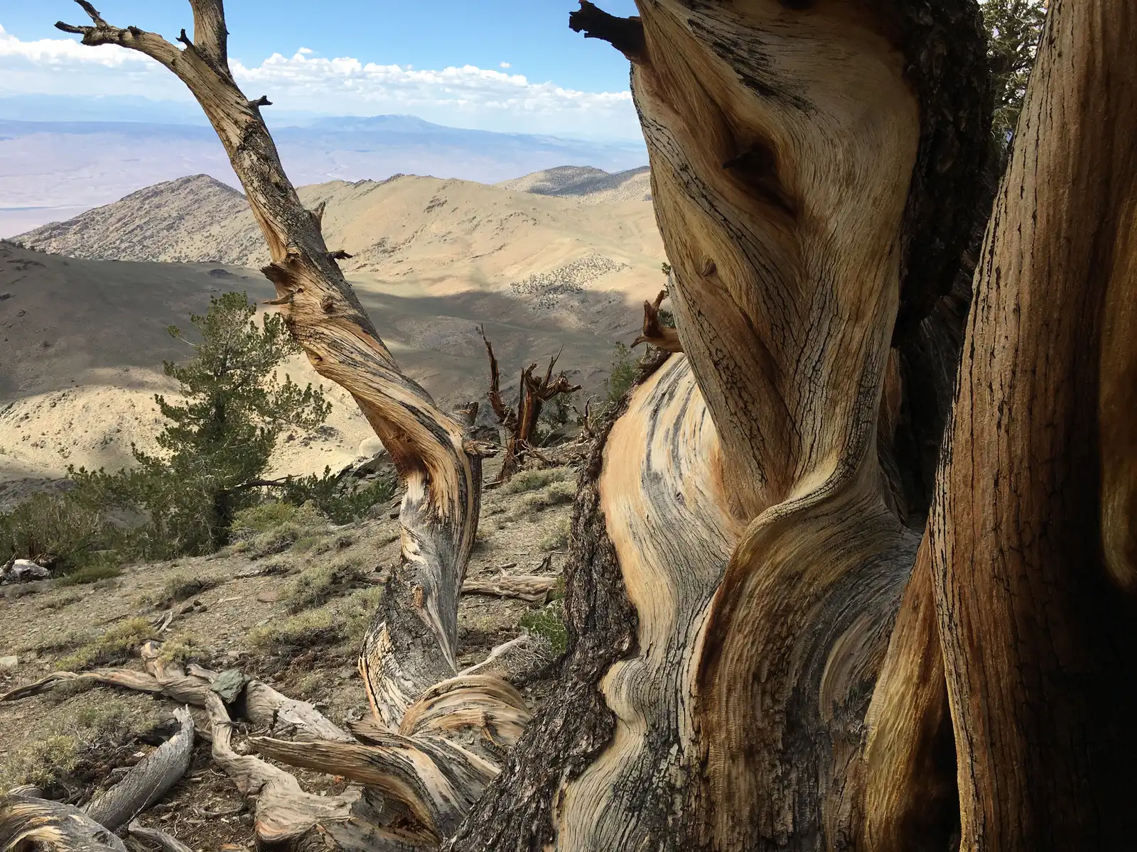 Meet Methuselah, the Tree Older Than the Pyramids (By Janine Sprout, CC BY-SA 4.0)