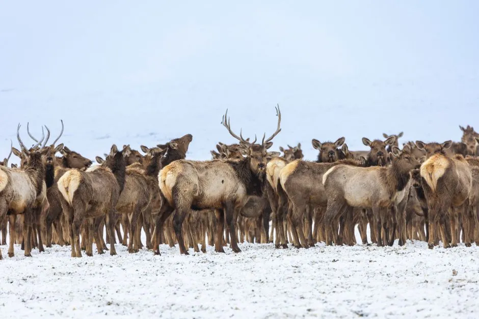 Wildlife Watching at Cataloochee Valley (Image Credits: Pexels)