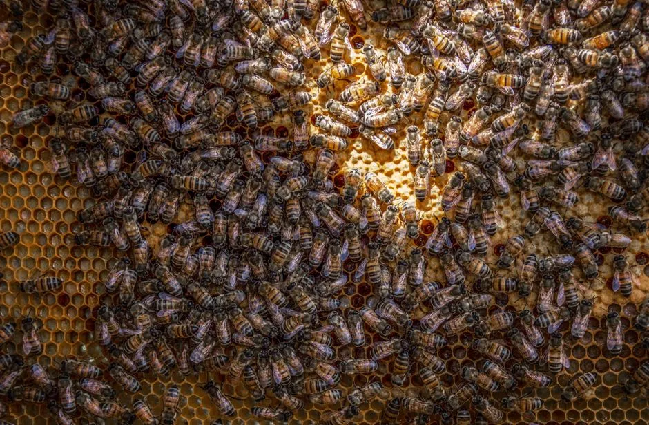 The Blackstone Hotel, Chicago: Five Hives in the Heart of the City (Image Credits: Pexels)