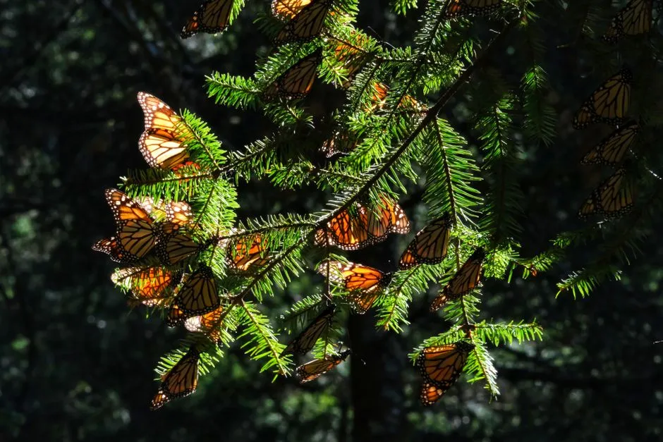 Why These Trees and Not Others (Image Credits: Pexels)