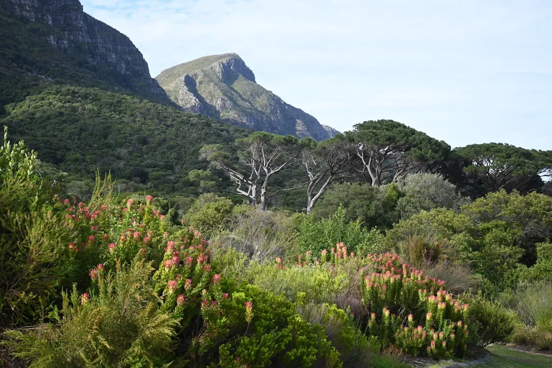 5. Kirstenbosch National Botanical Garden - Cape Town, South Africa (Image Credits: Unsplash)