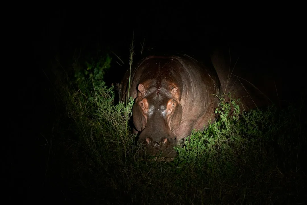 The Hippo Factor That Most Guests Don't Expect (Image Credits: Unsplash)