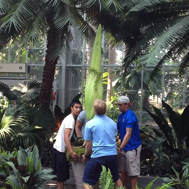 Rare Bloom Events That Draw Dedicated Crowds (Bloom watch: rotating 'corpse flower' now 79" tall, 62" on Sat. #stinkyplant, Public domain)