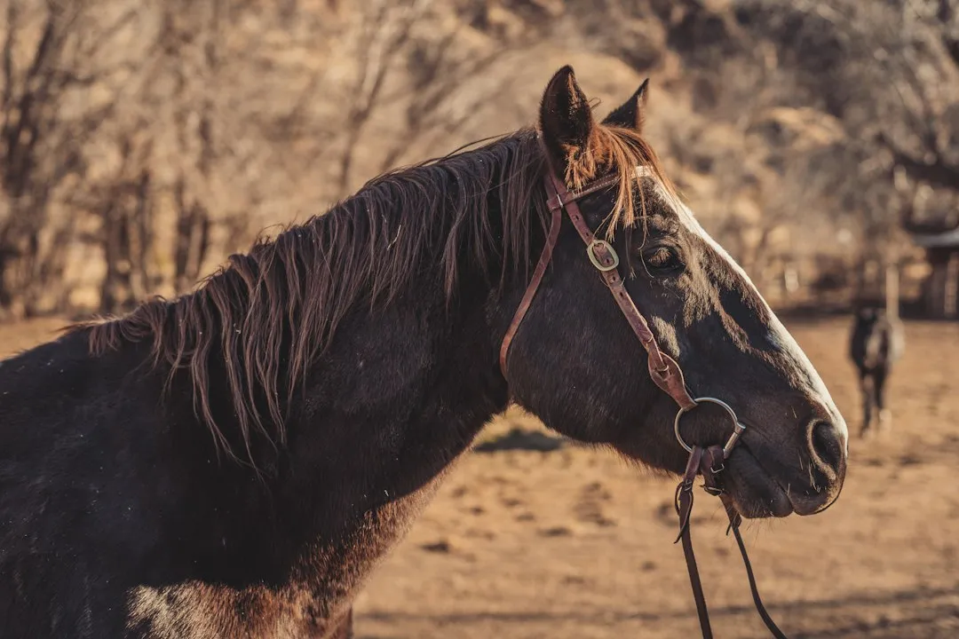 Why Wranglers Already Know Which Horse You Need (Image Credits: Unsplash)