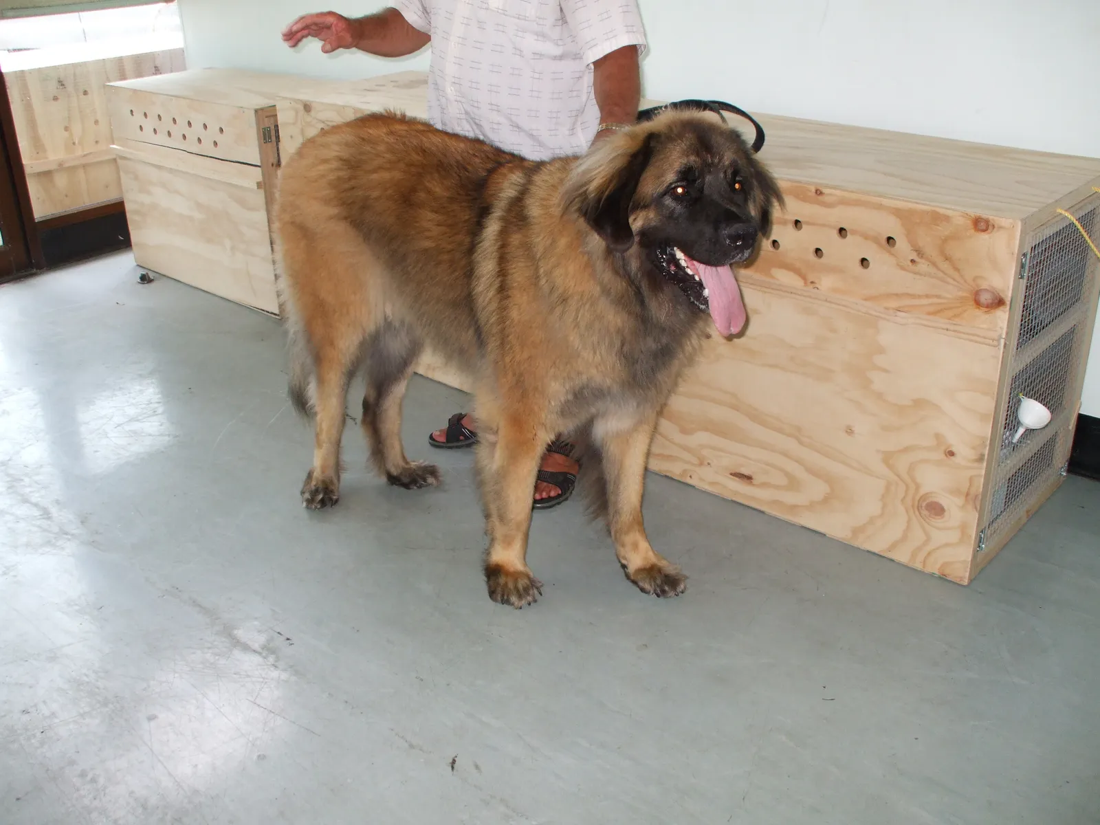 The CDC Dog Import Rules That Apply to International Travel (By Chachacha369, CC BY-SA 3.0)