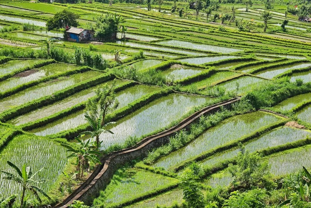 Kuttanad: The Rice Bowl Below the Sea (Image Credits: Unsplash)