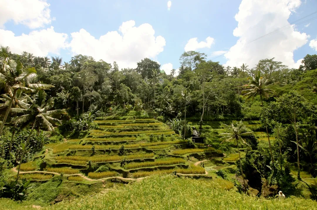 1. Tegalalang Rice Terrace, Ubud: The Iconic One (Image Credits: Unsplash)
