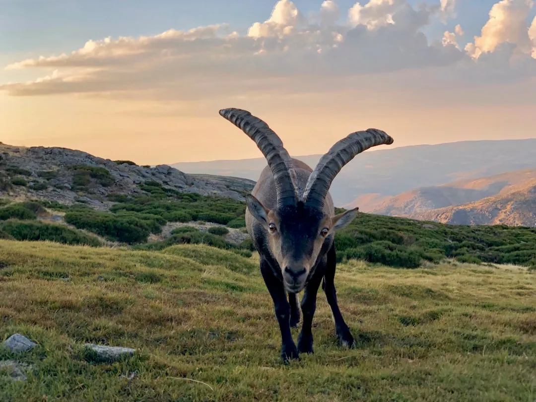 Aries: The Initiator Who Can't Sit Still (Image Credits: Unsplash)