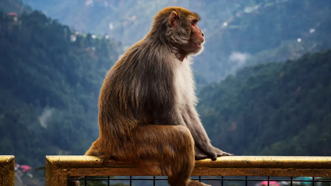 Primates Are Sensitive to Crowd Noise (Image Credits: Unsplash)
