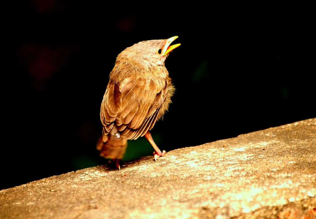Birds Are Especially Vulnerable (Image Credits: Unsplash)