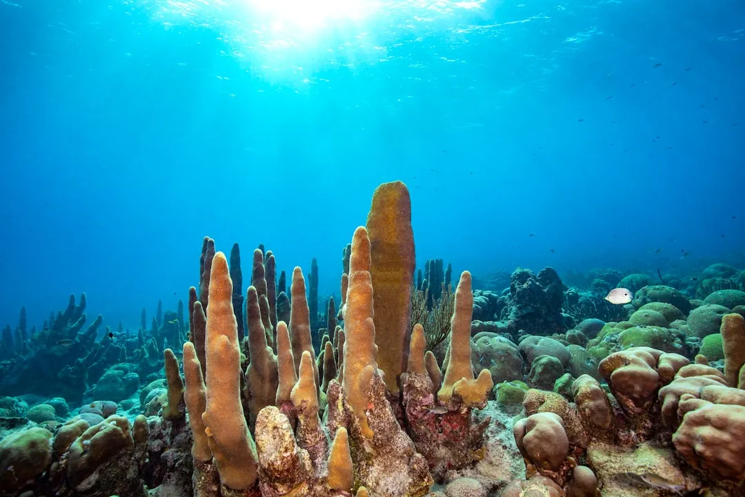 Top Reef-Safe Sunscreen Brands to Consider in 2026 (Image Credits: Unsplash)