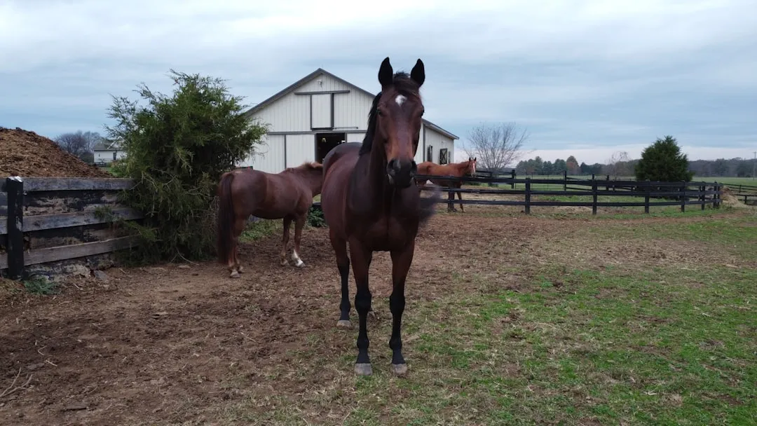Three Chimneys Farm: Where Champions Have Lived (Image Credits: Unsplash)