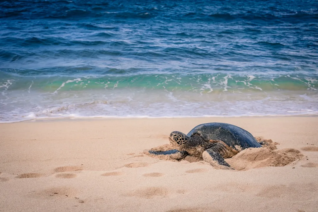 Sea Turtles, Conservation, and a Slower Kind of Time (Image Credits: Unsplash)