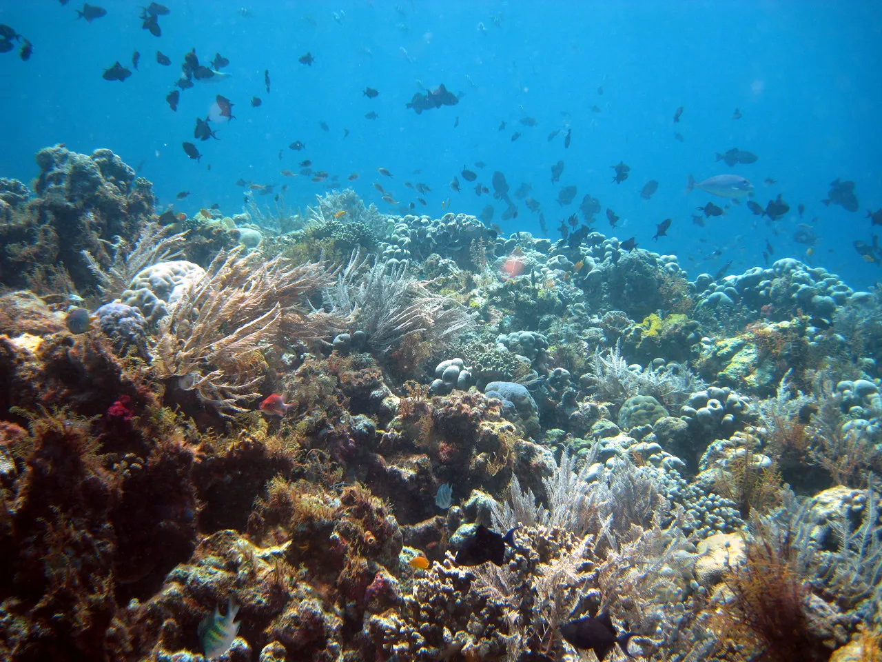 Wakatobi, Indonesia: Gentle Drifts Through Indonesia's Coral Triangle (originally posted to Flickr as Wakatobi-188, CC BY-SA 2.0)