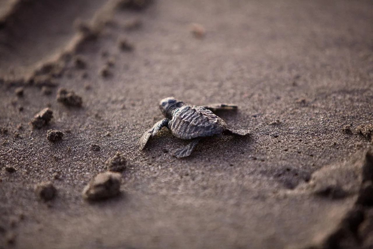 Keep the Beach Flat, Clean, and Clear Before Sunset (Image Credits: Pixabay)