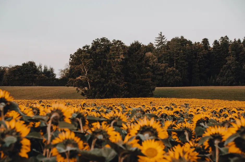 What a U-Pick Experience Actually Looks Like (Image Credits: Pexels)