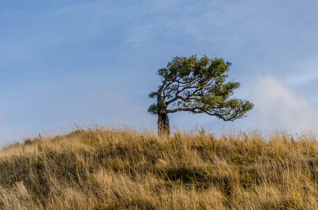 The Wind That Keeps Things Honest (Image Credits: Unsplash)