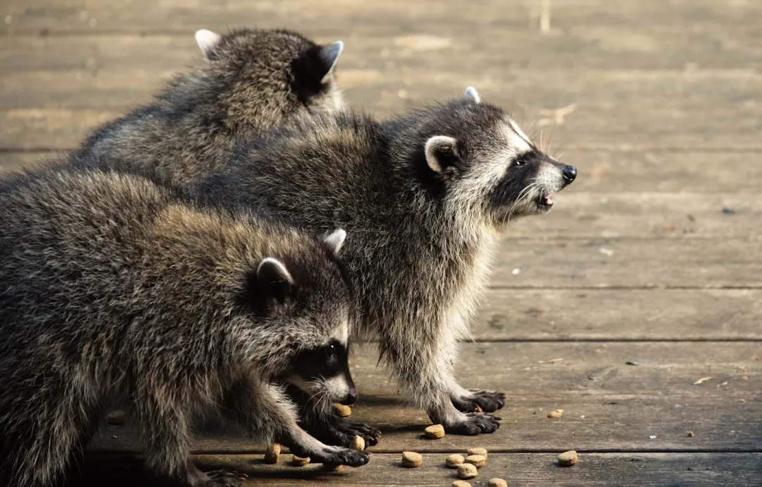 Pets, Shiny Objects, and Smaller Animals (Image Credits: Unsplash)