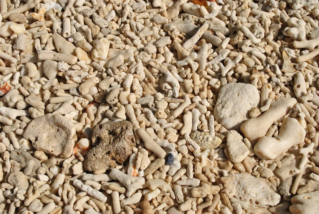 What Coral Sand Actually Is (Image Credits: Unsplash)