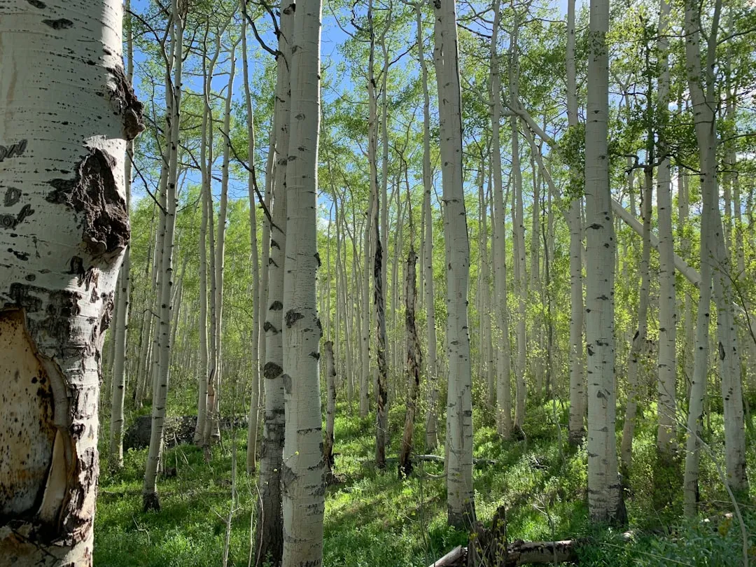 Kebler Pass: One of the Greatest Aspen Groves in the Country (Image Credits: Unsplash)