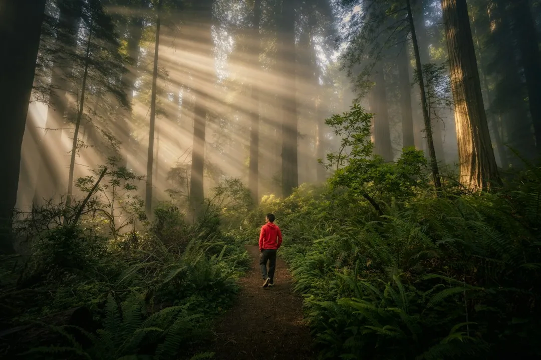 What Makes a Redwood Grow This Tall? (Image Credits: Unsplash)