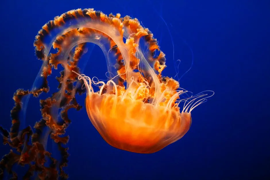 The Urine Myth: Where It Came From (Image Credits: Pexels)