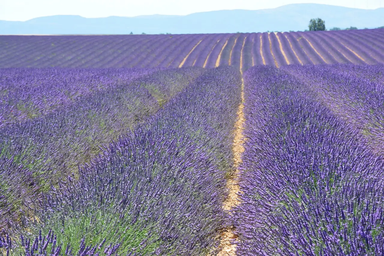The Role of First Encounters: Why Travel Smells Stick (Image Credits: Pixabay)