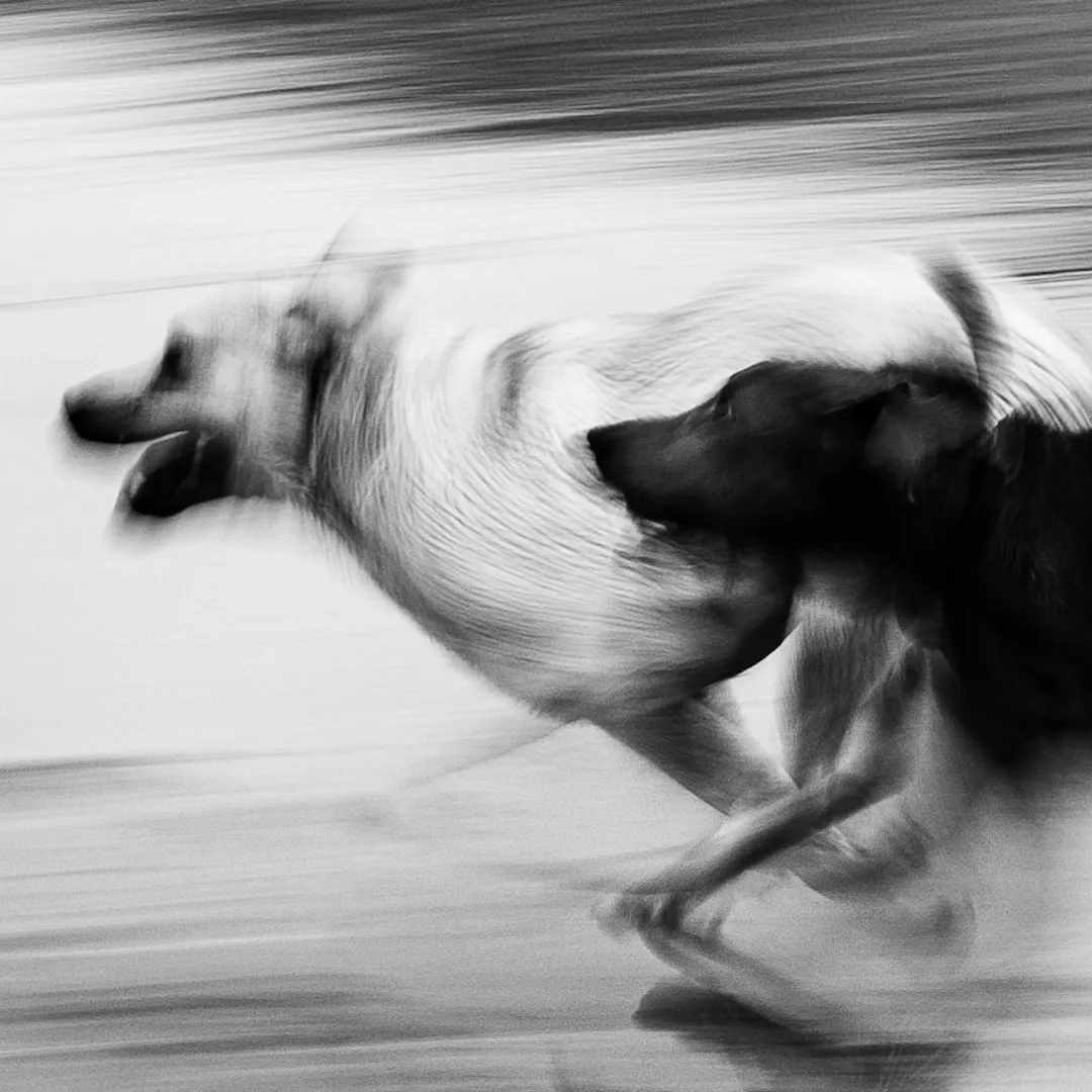 Reading the Trail: The Daily Decision Mushers Make (Image Credits: Unsplash)
