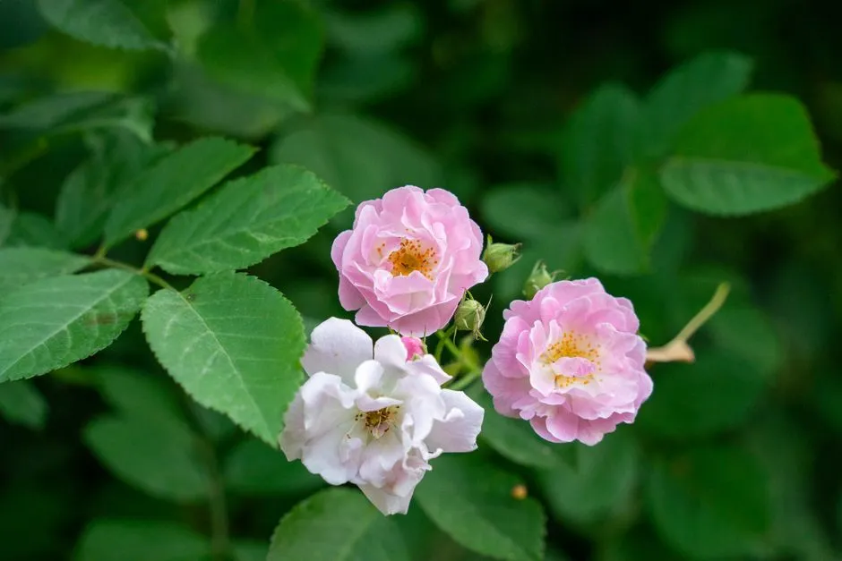 The Rose Garden's Second Act (Image Credits: Pexels)