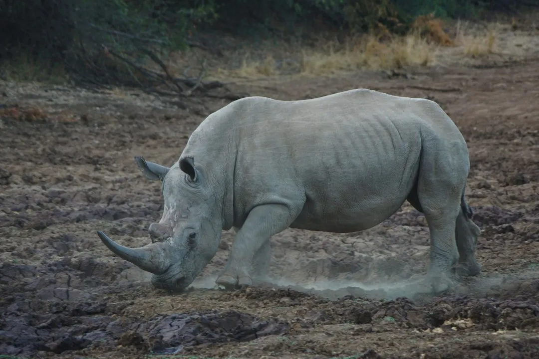 7. Conservation That Is Actively Working (Image Credits: Unsplash)