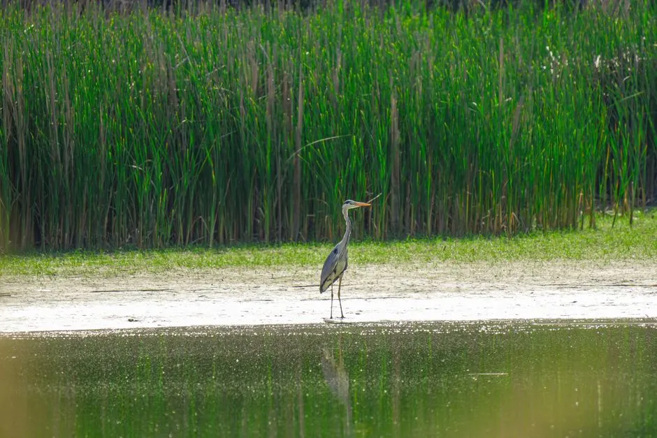 The Remarkable Animals Living Here (Image Credits: Pexels)