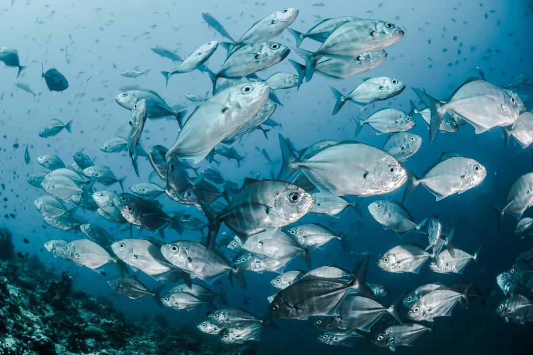 What You'll Actually See in the Water (Image Credits: Unsplash)