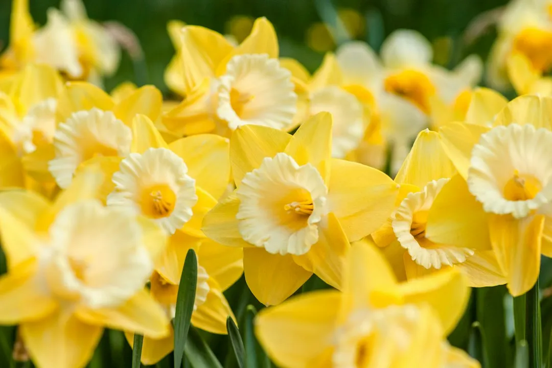 Daffodil Peak and the Third Week of April Paradox (Image Credits: Unsplash)