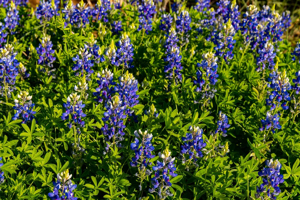 Planning Smart: What the 2026 Season Taught Visitors (Corey Leopold, Flickr, CC BY 2.0)