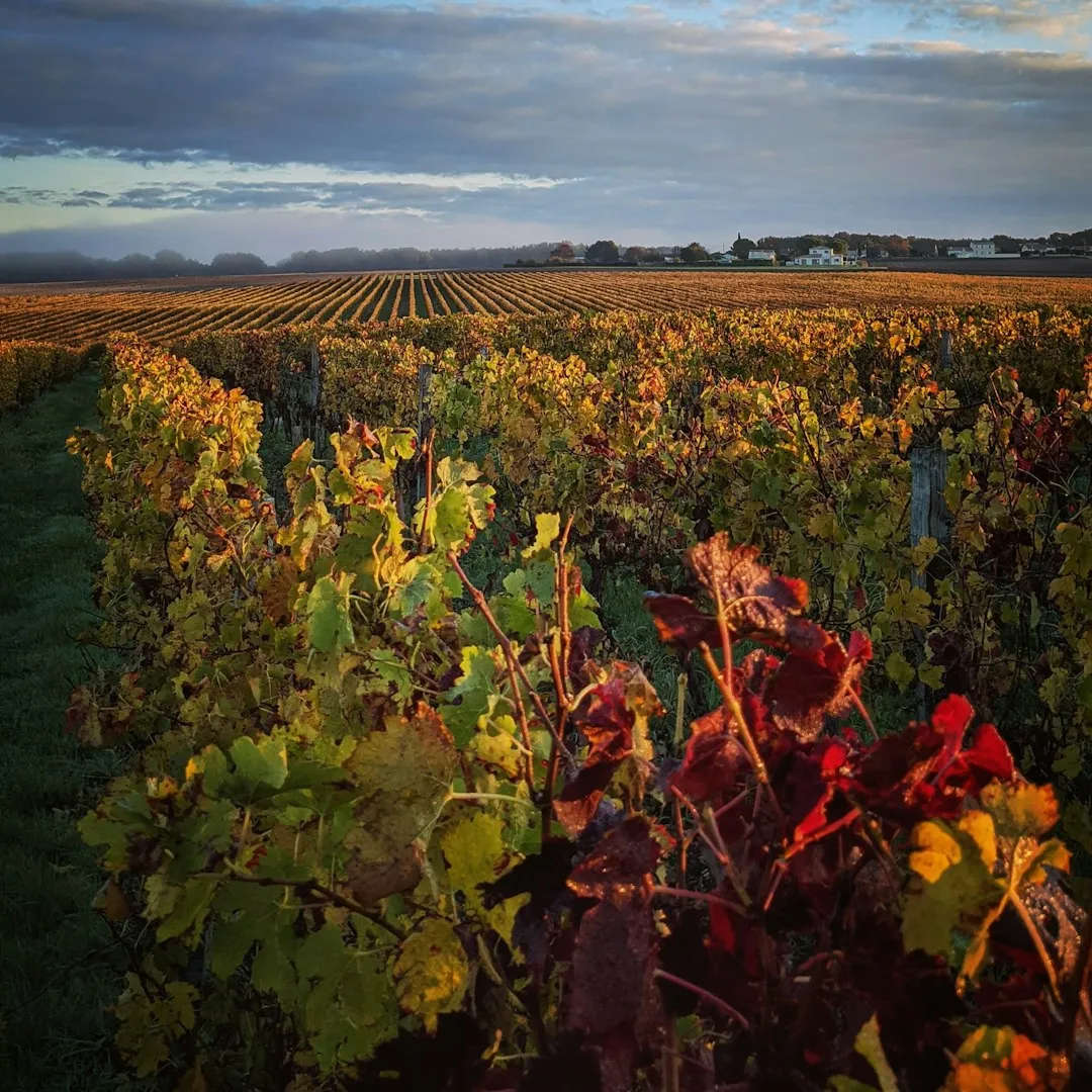 Spicewood Vineyards: Farming Through Extreme Weather (Image Credits: Unsplash)
