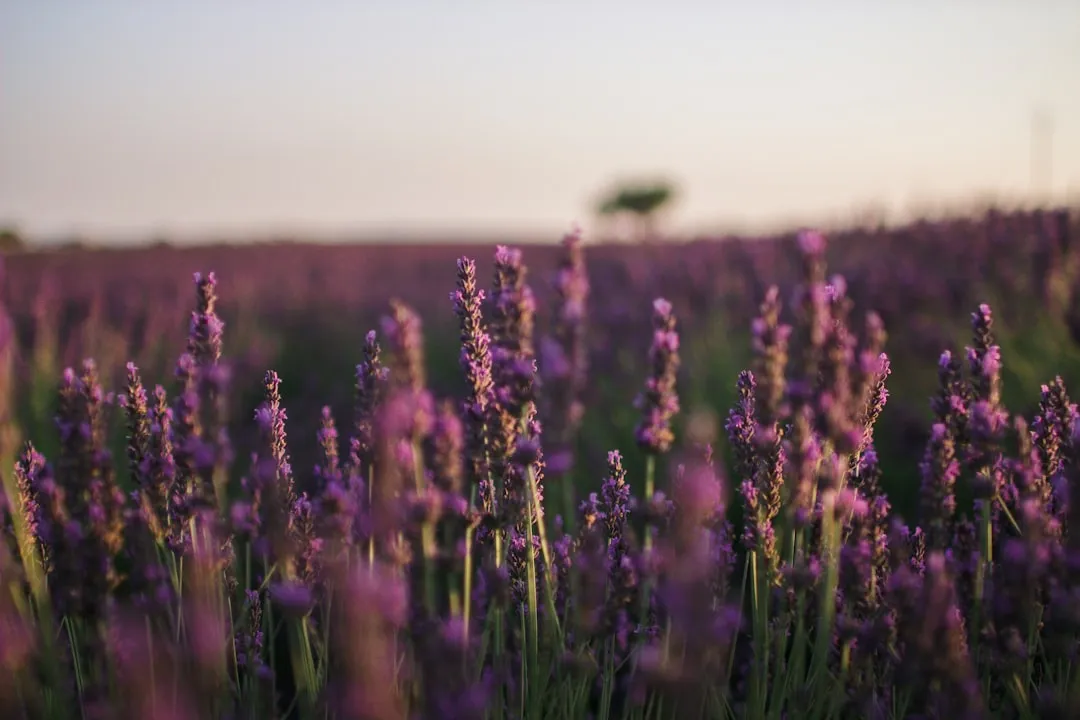 The Valensole Plateau: Where the Purple Begins (Image Credits: Unsplash)