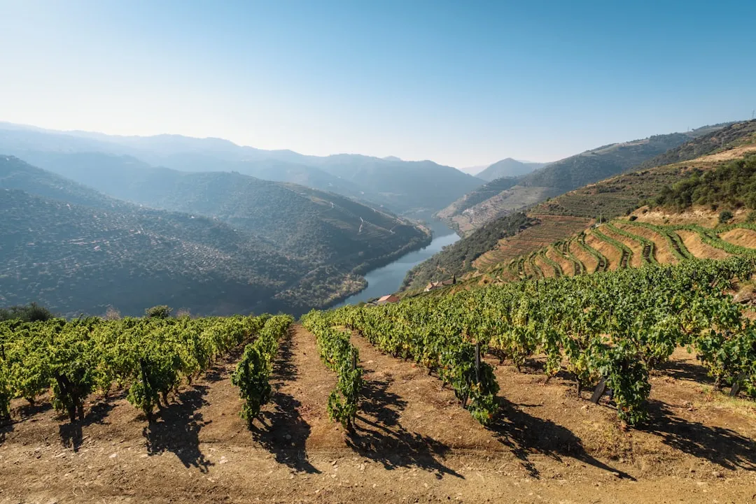 The Douro Valley: A Natural Extension of the City (Image Credits: Unsplash)
