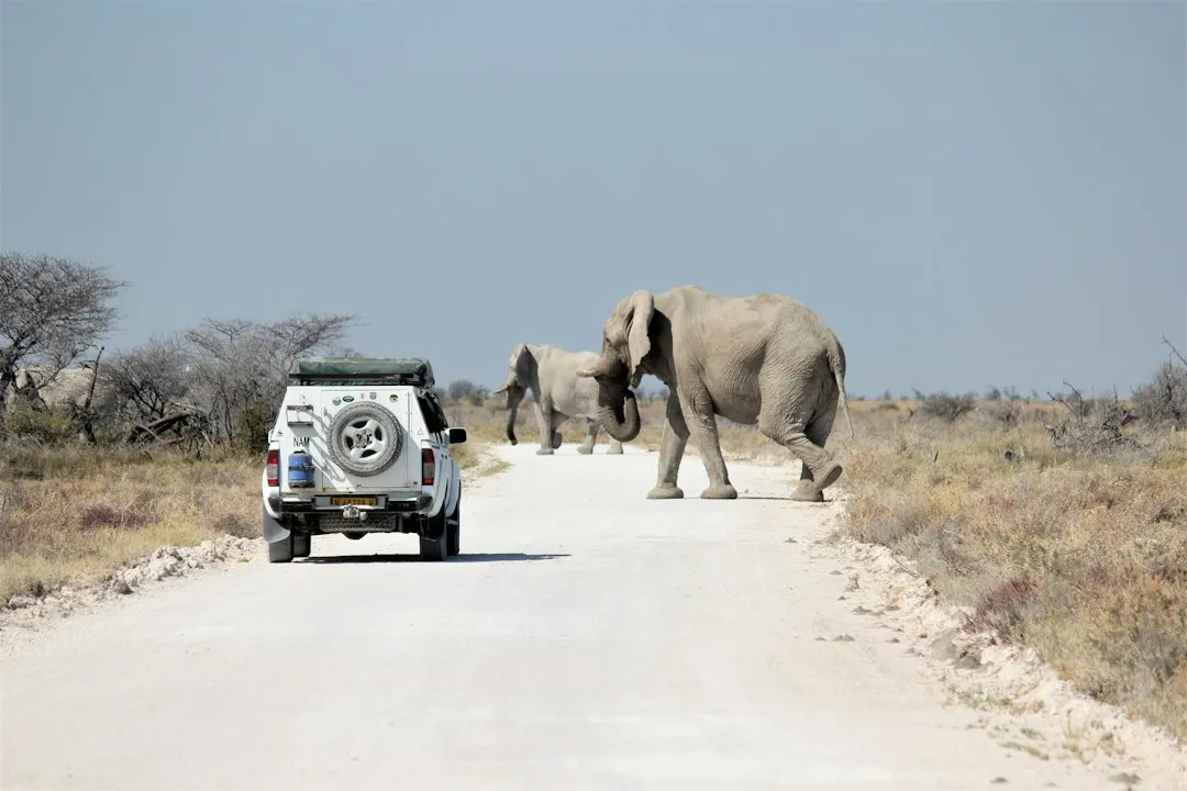 Experience Two: Safari in Etosha, Africa's Great Wildlife Basin (Image Credits: Unsplash)