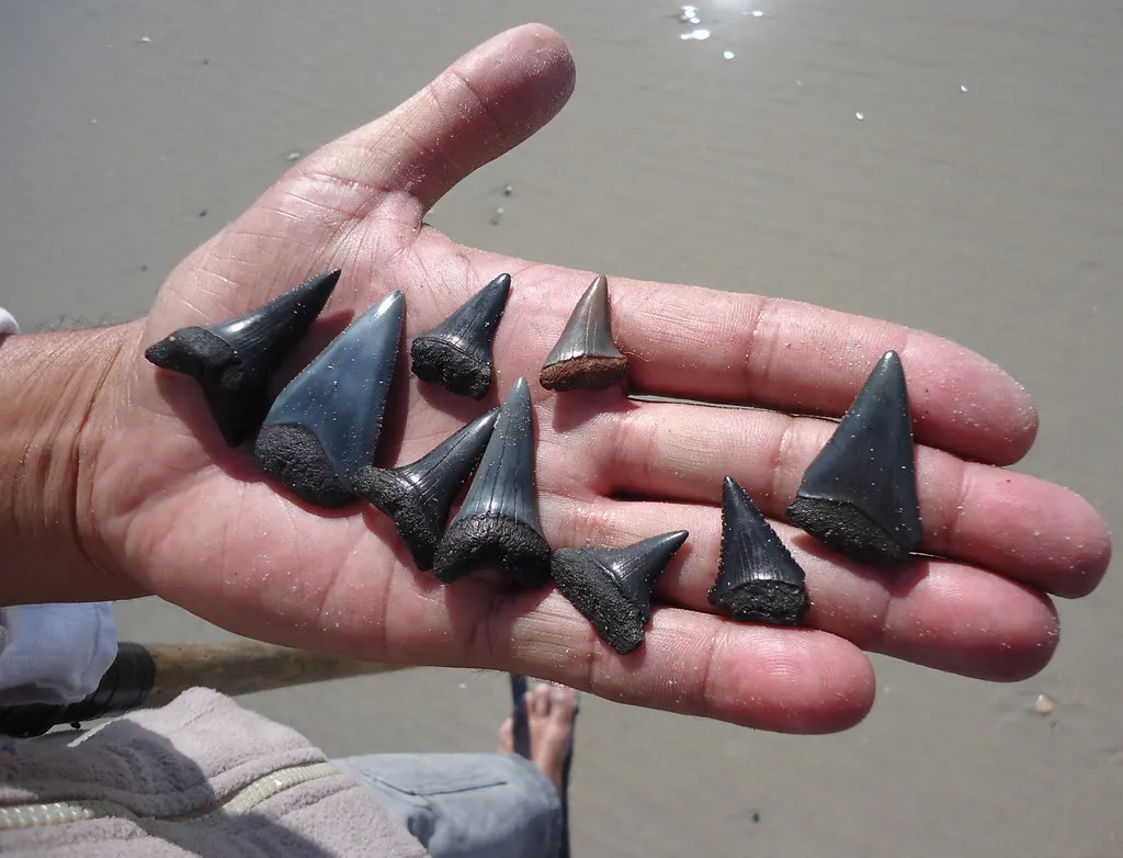 How Florida Became an Ancient Shark Nursery (barbourians, Flickr, CC BY-SA 2.0)