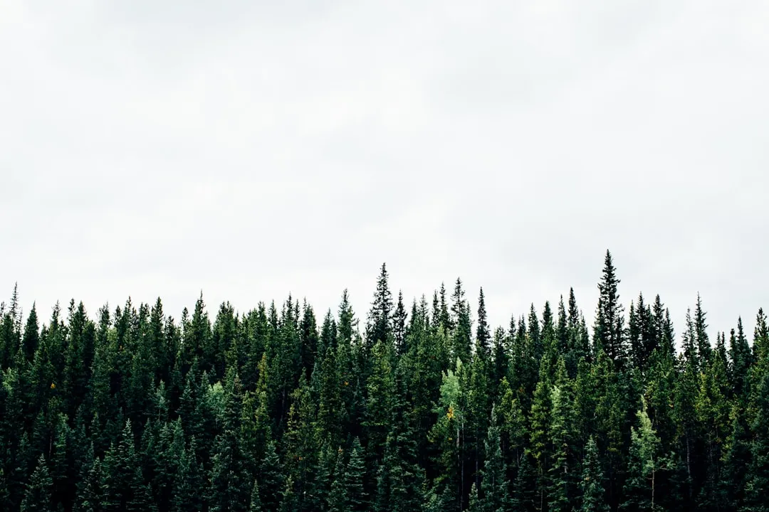 The Government Mineral Springs Guard Station, Gifford Pinchot National Forest, Washington (Image Credits: Unsplash)