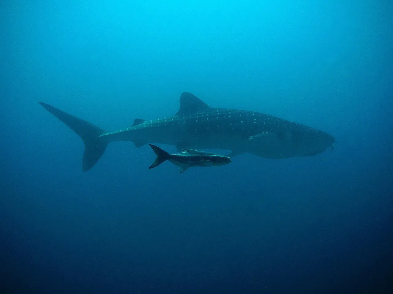Whale Sharks: A Year-Round Encounter (Image Credits: Pixabay)