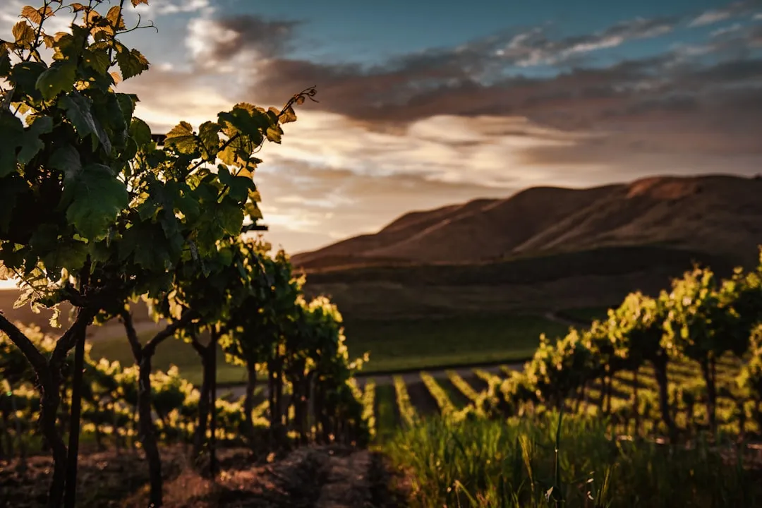 BlueSky Vineyard and the Power of a Good View (Image Credits: Unsplash)