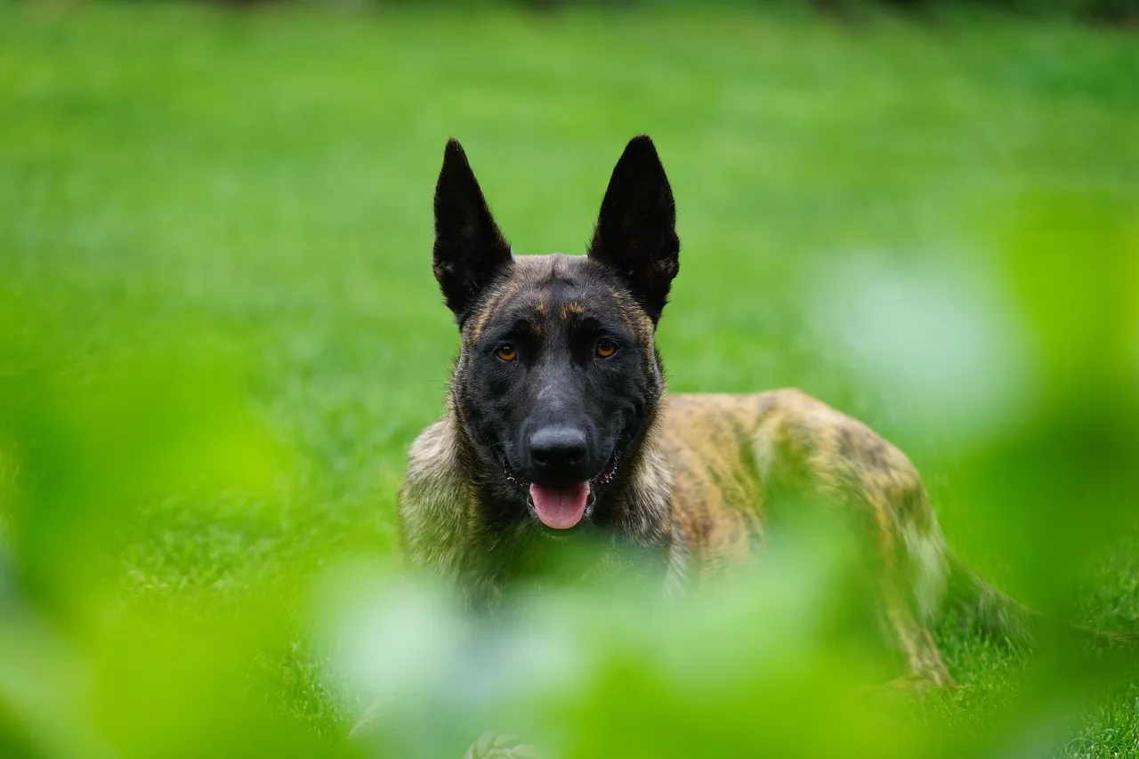 Five Breeds Do Most of the Work (Image Credits: Pixabay)