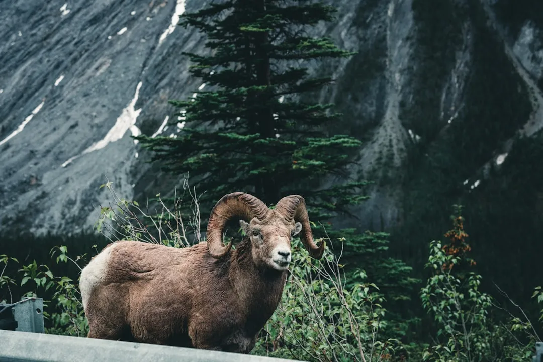 Aries: The Last-Minute Pioneer (Image Credits: Unsplash)
