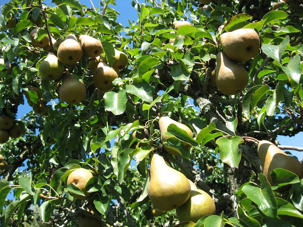 Stribling Orchard and the Landscape of Markham (sapienssolutions, Flickr, CC BY 2.0)