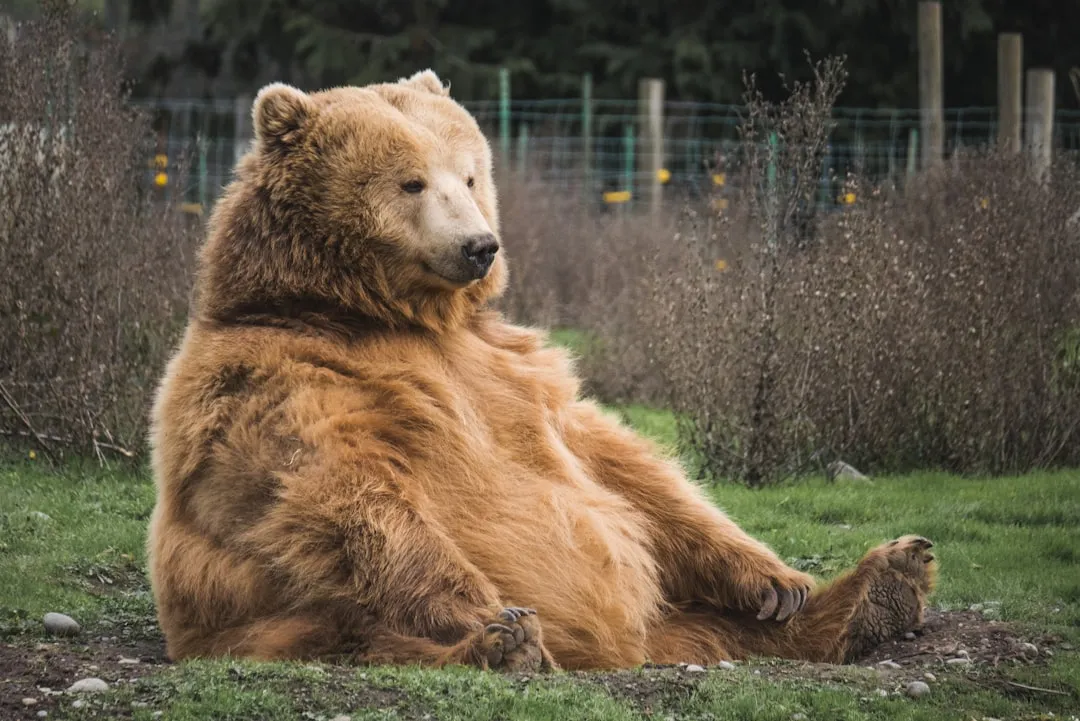 Bears Are Most Active in Spring and Summer (Image Credits: Unsplash)