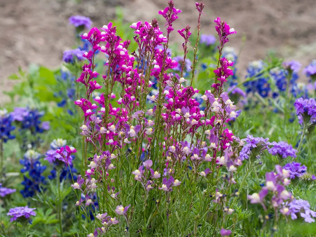 Wildseed Farms: 200 Acres of Color Near Fredericksburg (dwight_parker, Flickr, CC BY 2.0)