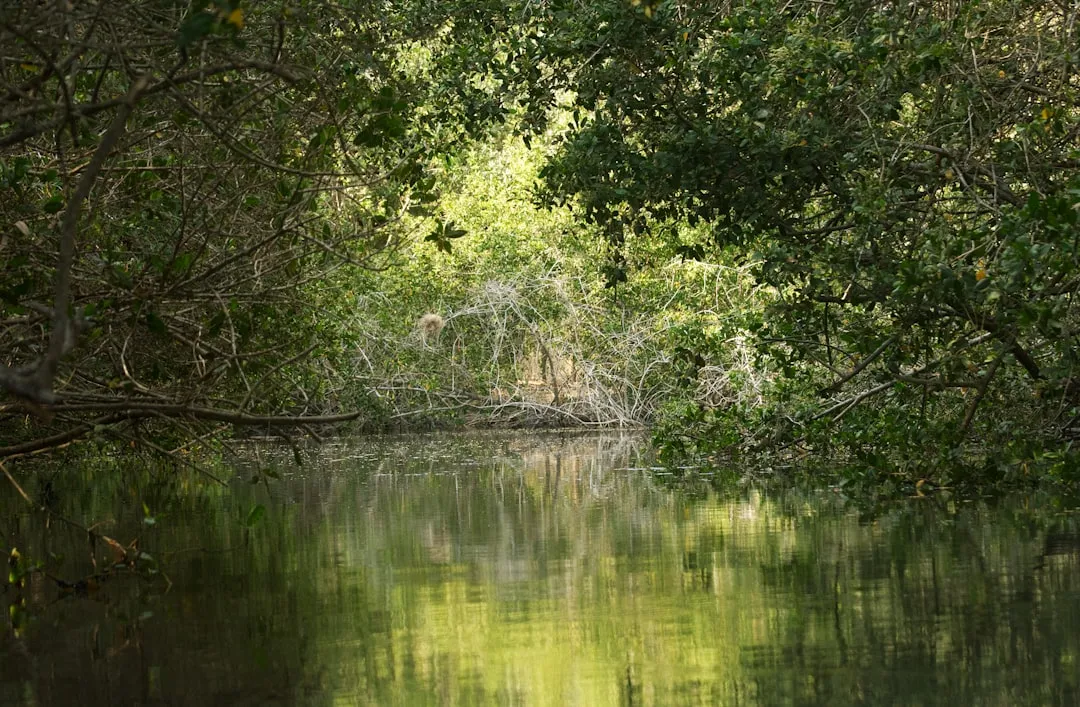 The Mangrove Tunnels: A Hidden World Within the Trail (Image Credits: Unsplash)